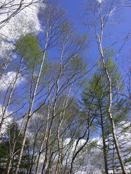 @日光湯元10-6 043s-.jpg