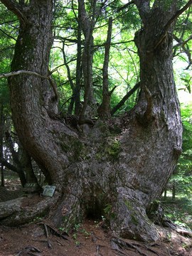 櫛形山 09 6.27 022s-.jpg