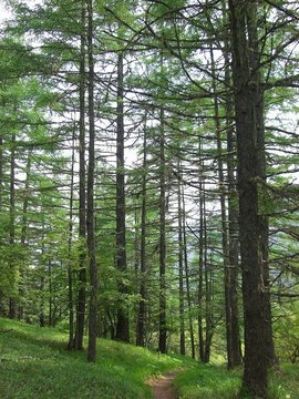 櫛形山 09 6.27 032s-.jpg