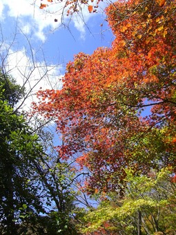 大山 09 11-3 018s-.jpg