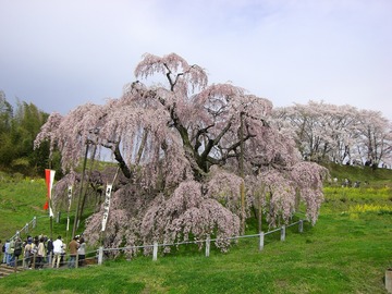 三春 08 003.jpg