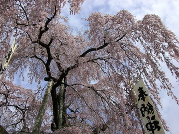 三春 08 008.jpg