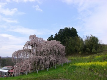 三春 08 017.jpg