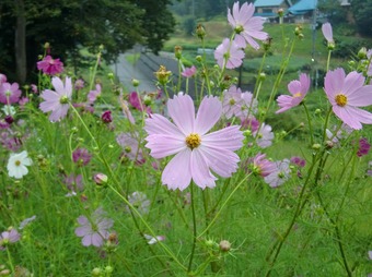 @涌井 10-09 018s-.jpg