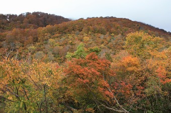 IMG_3625.jpg