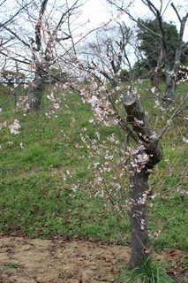 IMG_3667.jpg