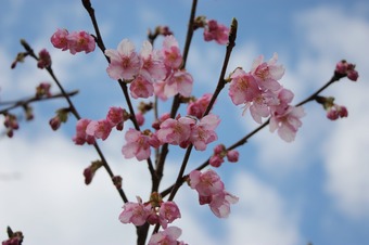 IMG_3838.jpg