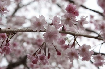 IMG_5793.jpg
