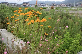 IMG_6362.jpg