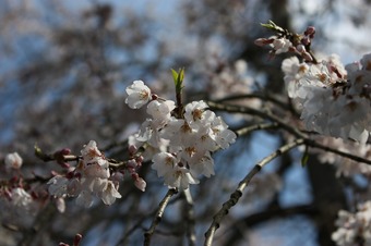 IMG_7172.jpg