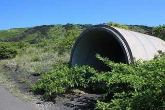 IMG_7460.jpg
