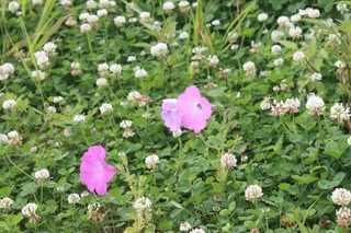 IMG_7547.jpg