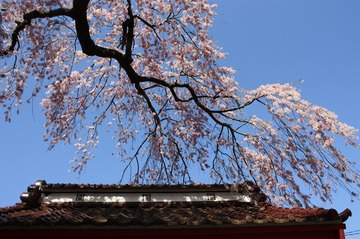 IMG_8270.jpg